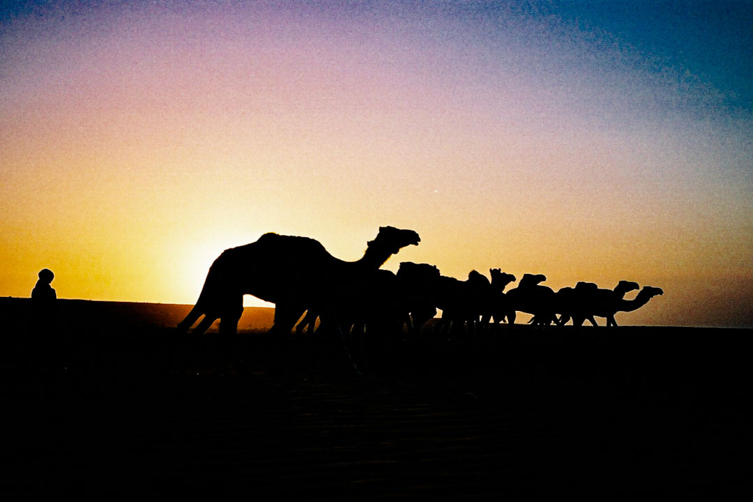 les chameaux profitent de la nuit pour chercher de la nourriture